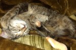Кошка беспородная | Спящая Ешка